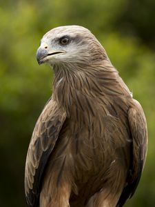 Preview wallpaper eagle, beak, predator, feathers