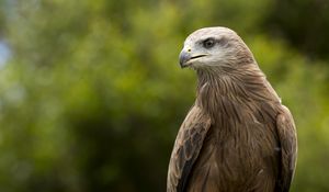 Preview wallpaper eagle, beak, predator, feathers