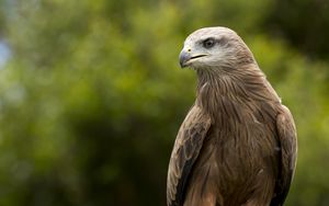 Preview wallpaper eagle, beak, predator, feathers
