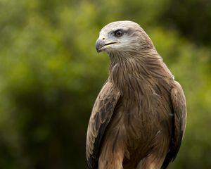 Preview wallpaper eagle, beak, predator, feathers