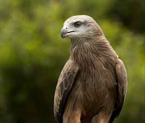 Preview wallpaper eagle, beak, predator, feathers