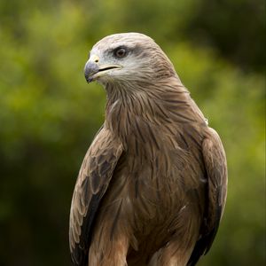 Preview wallpaper eagle, beak, predator, feathers