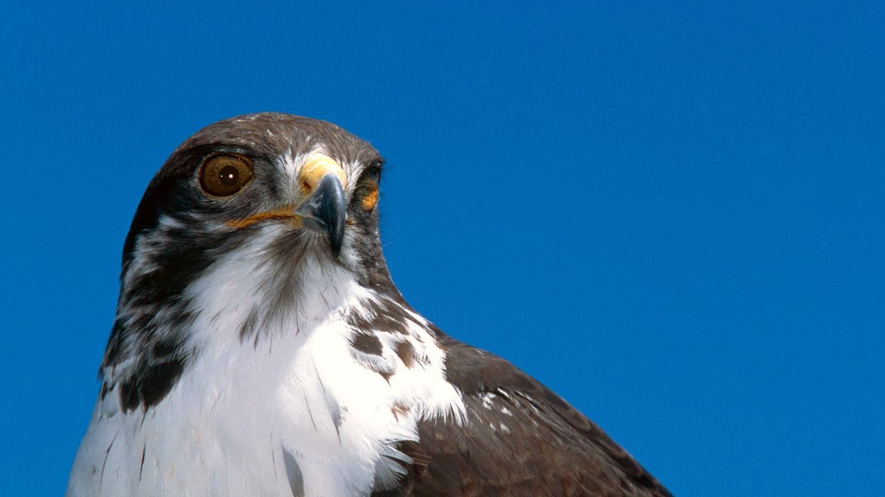 Wallpaper eagle, beak, predator, bird, sky