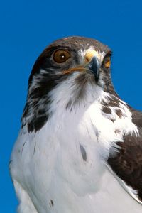 Preview wallpaper eagle, beak, predator, bird, sky