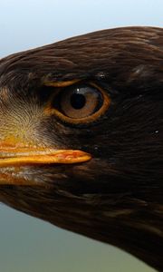Preview wallpaper eagle, beak, predator, eyes, profile
