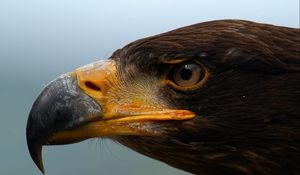 Preview wallpaper eagle, beak, predator, eyes, profile