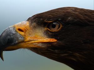 Preview wallpaper eagle, beak, predator, eyes, profile