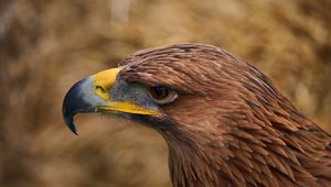 Preview wallpaper eagle, beak, predator, bird