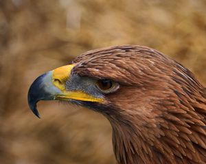 Preview wallpaper eagle, beak, predator, bird