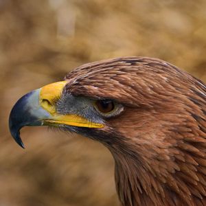 Preview wallpaper eagle, beak, predator, bird