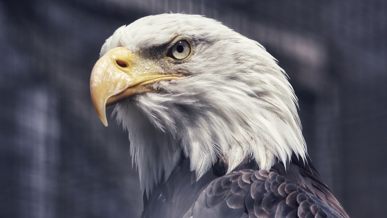 Wallpaper eagle, beak, wild, predator, bird