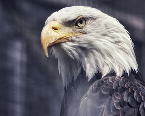 Preview wallpaper eagle, beak, wild, predator, bird