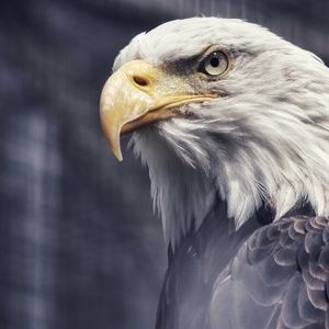 Preview wallpaper eagle, beak, wild, predator, bird
