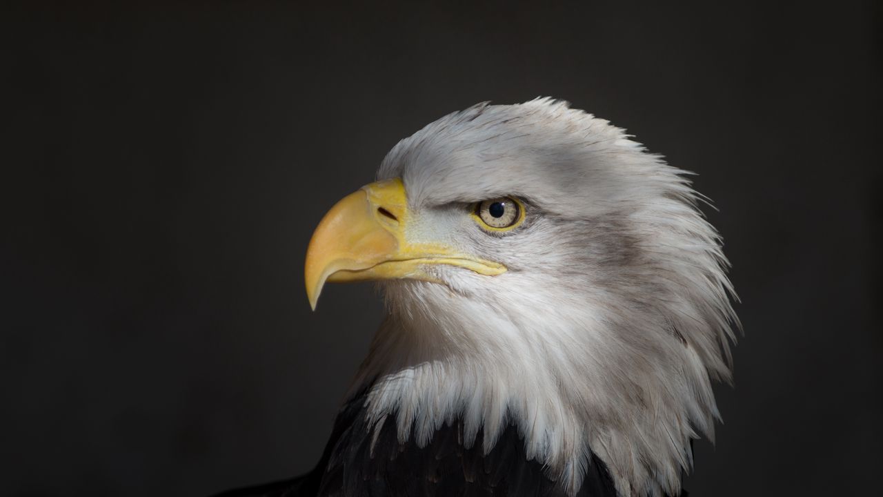 Wallpaper eagle, beak, wild, bird