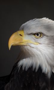 Preview wallpaper eagle, beak, wild, bird