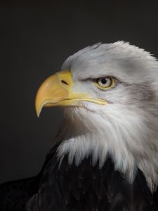 Preview wallpaper eagle, beak, wild, bird