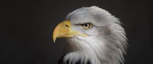 Preview wallpaper eagle, beak, wild, bird