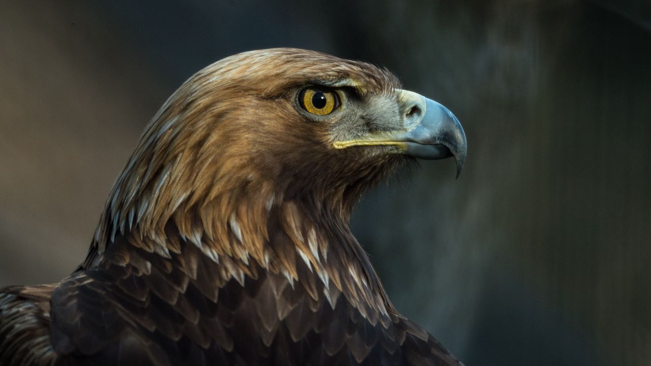 Wallpaper eagle, bird, beak, predator, look