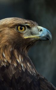 Preview wallpaper eagle, bird, beak, predator, look