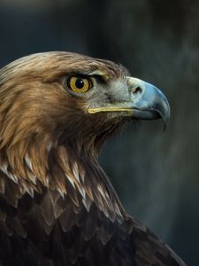 Preview wallpaper eagle, bird, beak, predator, look