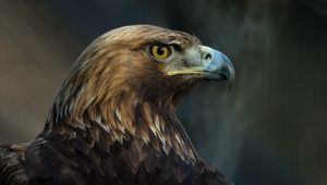 Preview wallpaper eagle, bird, beak, predator, look