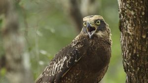 Preview wallpaper eagle, bird, beak, claws, scream