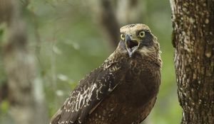 Preview wallpaper eagle, bird, beak, claws, scream