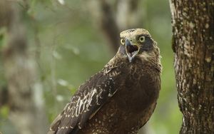 Preview wallpaper eagle, bird, beak, claws, scream