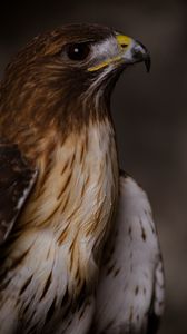 Preview wallpaper eagle, bird, beak, feathers
