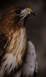 Preview wallpaper eagle, bird, beak, feathers