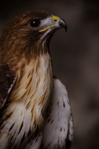 Preview wallpaper eagle, bird, beak, feathers