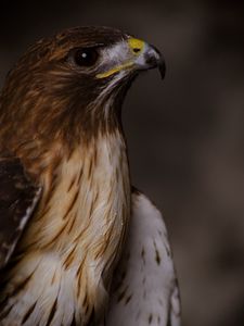 Preview wallpaper eagle, bird, beak, feathers