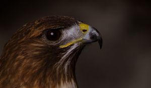 Preview wallpaper eagle, bird, beak, feathers