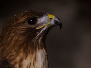Preview wallpaper eagle, bird, beak, feathers