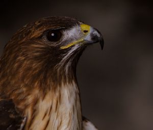 Preview wallpaper eagle, bird, beak, feathers