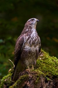 Preview wallpaper eagle, bird, beak, moss