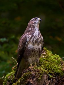 Preview wallpaper eagle, bird, beak, moss