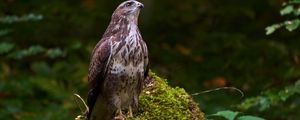 Preview wallpaper eagle, bird, beak, moss