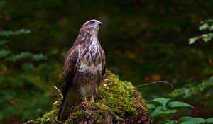 Preview wallpaper eagle, bird, beak, moss