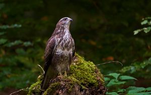 Preview wallpaper eagle, bird, beak, moss