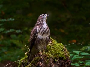 Preview wallpaper eagle, bird, beak, moss