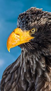 Preview wallpaper eagle, bird, beak, glance, predator