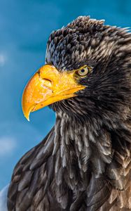 Preview wallpaper eagle, bird, beak, glance, predator