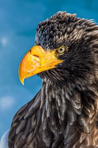 Preview wallpaper eagle, bird, beak, glance, predator