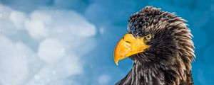 Preview wallpaper eagle, bird, beak, glance, predator
