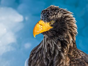 Preview wallpaper eagle, bird, beak, glance, predator