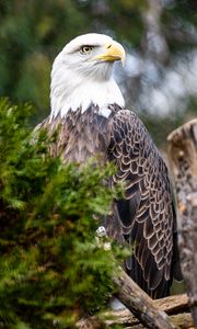 Preview wallpaper eagle, bird, beak, predator, branch