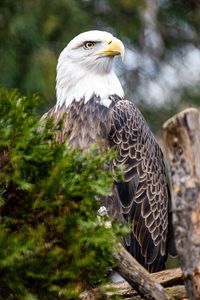 Preview wallpaper eagle, bird, beak, predator, branch