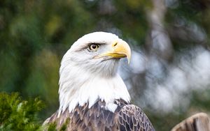 Preview wallpaper eagle, bird, beak, predator, branch
