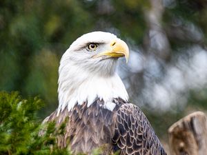 Preview wallpaper eagle, bird, beak, predator, branch